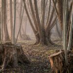 A misty coppiced woodland at dawn: old multi-trunked stools fan upward from wide cut bases in the middle distance, while fresh pale shoots rise from several newly cut stumps in the foreground.