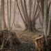 A misty coppiced woodland at dawn: old multi-trunked stools fan upward from wide cut bases in the middle distance, while fresh pale shoots rise from several newly cut stumps in the foreground.