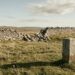 An upland pasture in bright late-afternoon light: a long dry-stone wall running across the slope has collapsed into a wide breach, while in the foreground a short, plain, uncarved granite boundary post stands intact and upright, casting a long shadow across the grass.